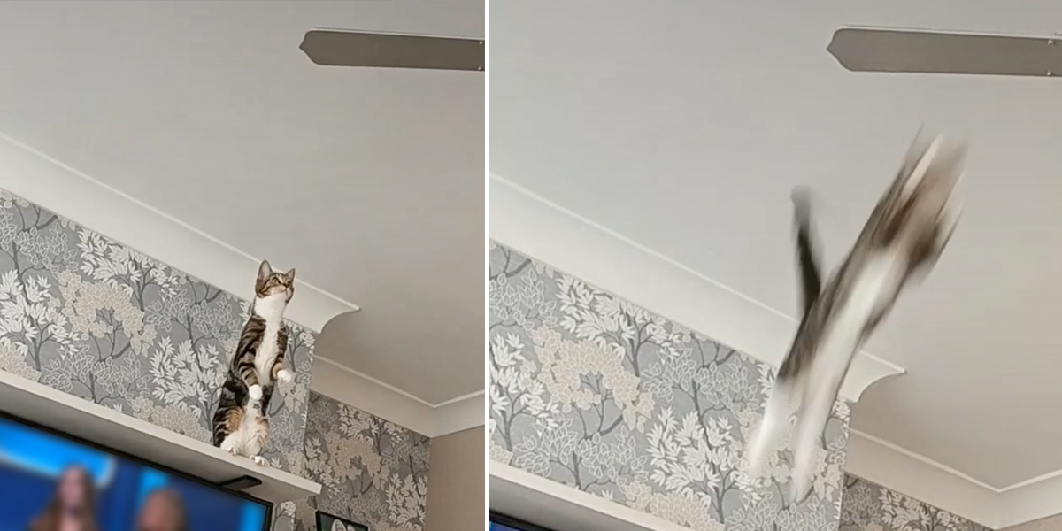 Princess the cat jumps to ceiling fan
