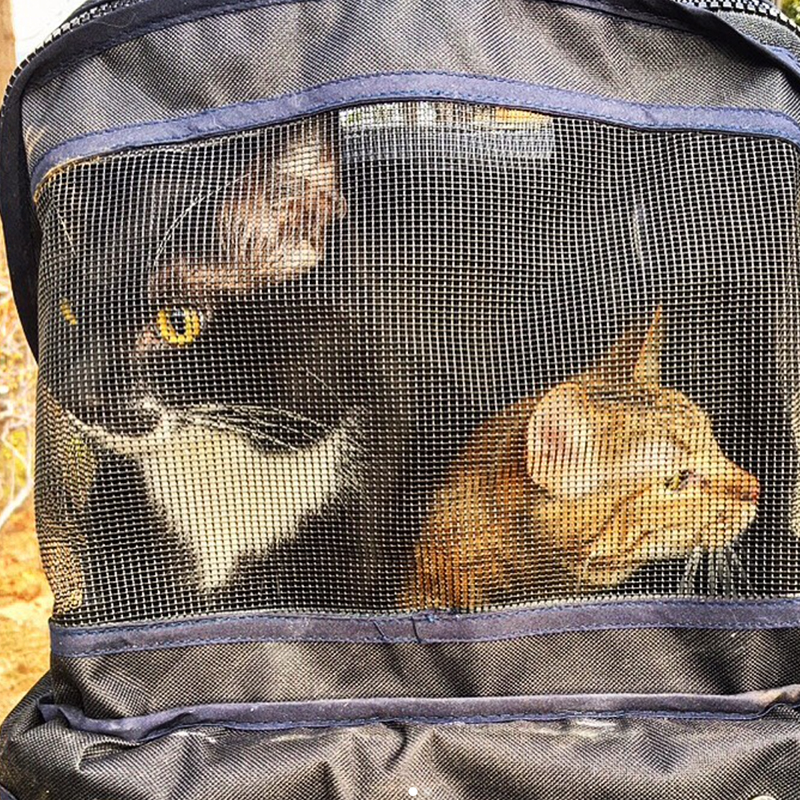 Cats in carrier