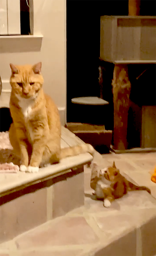 Cat Cop' Rescues Ram and Bengal from Dumpster Super Bowl Sunday