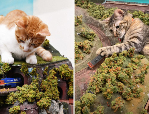 These Cats Smash Model Trains for a Living