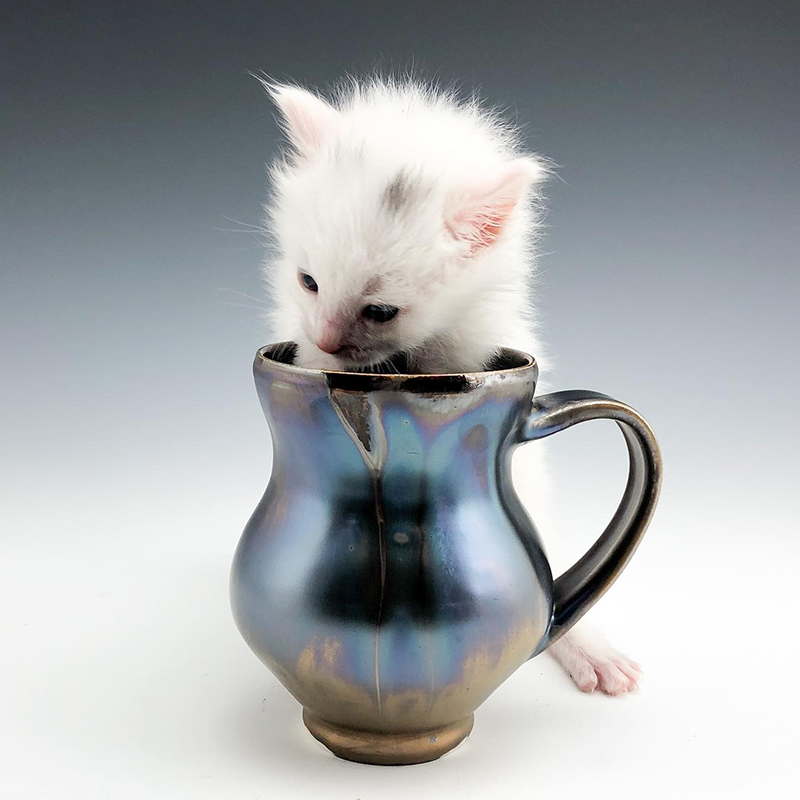 Virginia ceramics artist and kitten fosterer Lisa Zolandz 