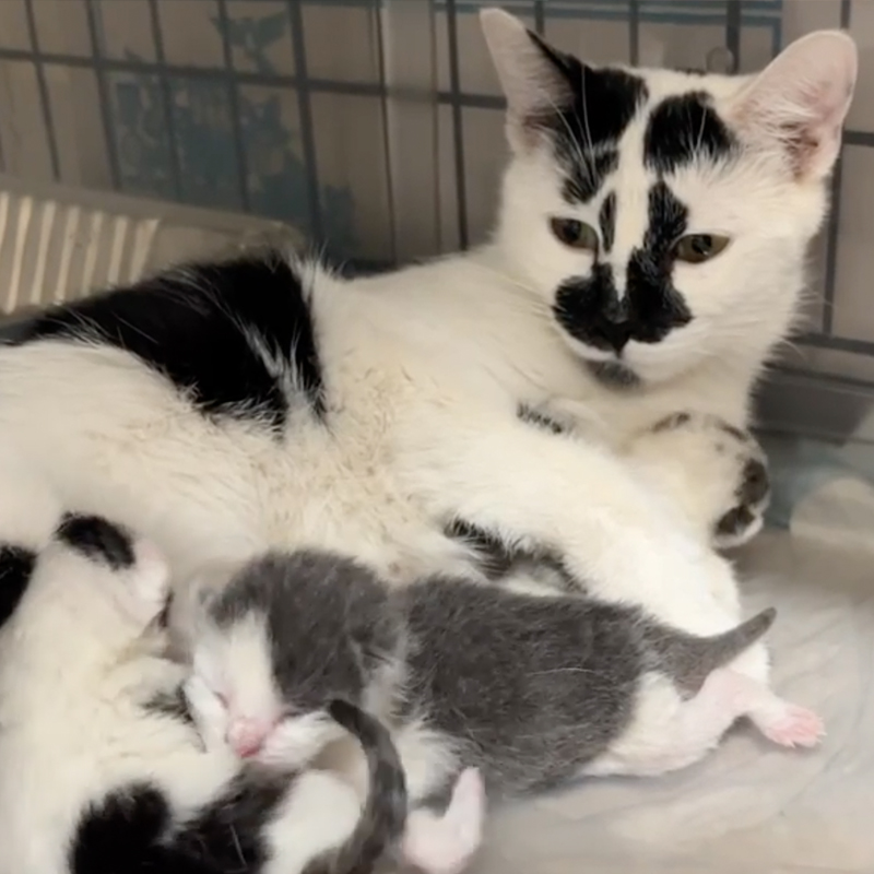 Mama with kittens 2