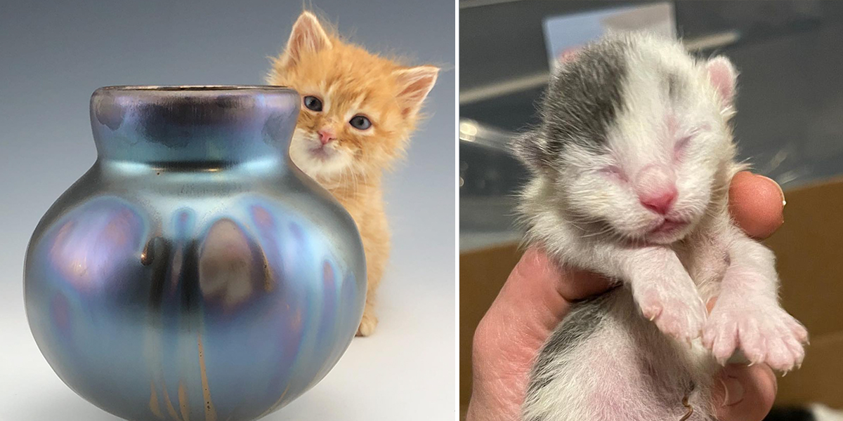 Polydactyl Kittens with Extra Toe Beans, Manassas, Virginia, Virginia ceramics artist and kitten fosterer Lisa Zolandz
