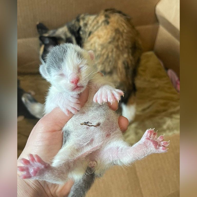 Polydactyl Kittens with Extra Toe Beans Born in Foster Care with Artist