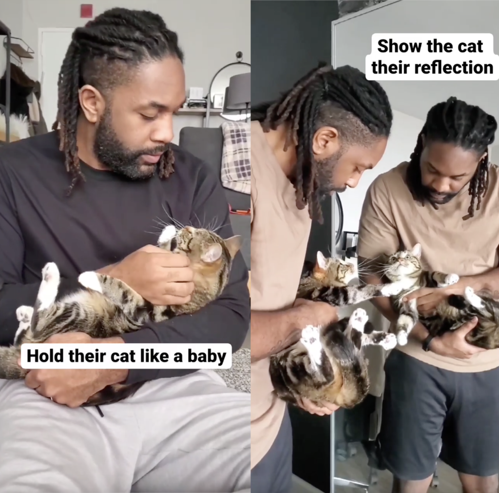Things Cat People Do 2