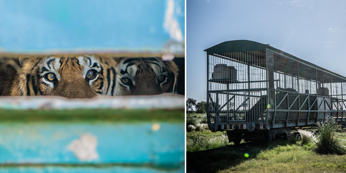 Bengal Tigers, Four Paws, Tiger Rescue