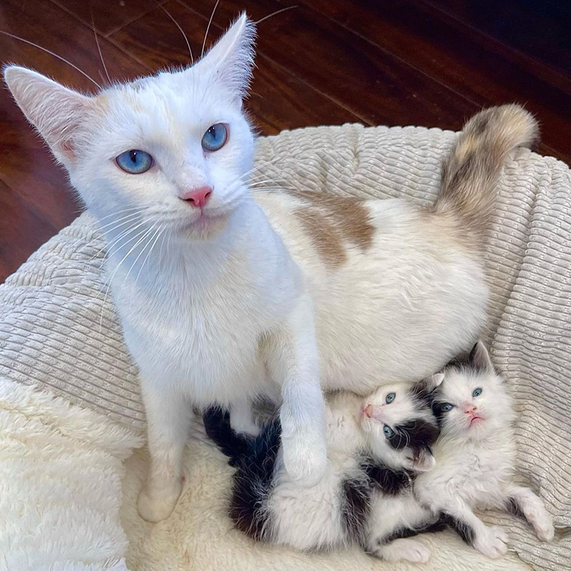 Biscuit the mama cat with her kittens, Butter (Butterbean) and Jam