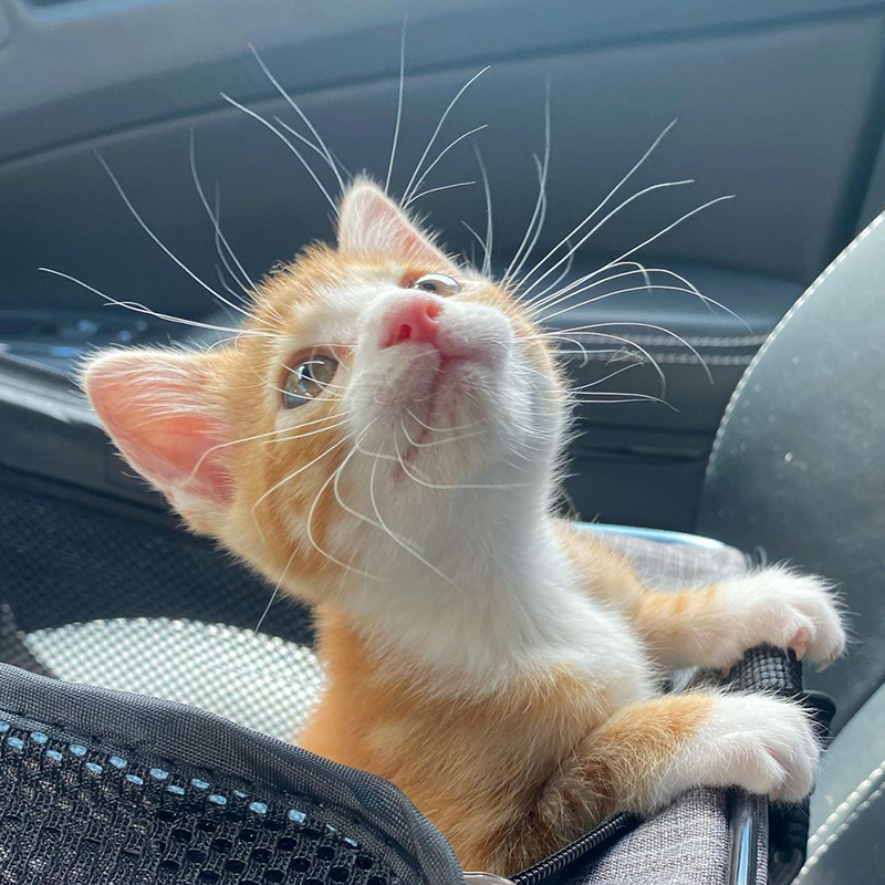 Chudo with long whiskers in the squad car