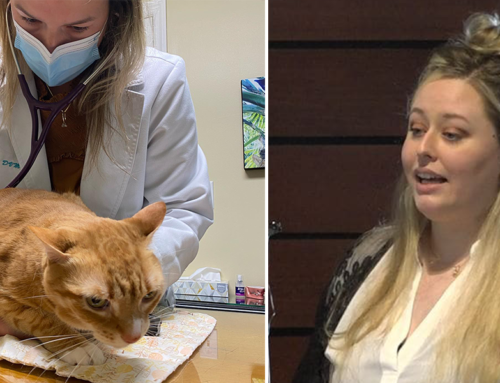 Woman Invents Diagnostic Test to Help Cats with Same Cancer Marmalade Faced
