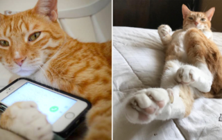 City the Kitty, declawing ban, Maryland, My Cat from Hell, Jackson Galaxy
