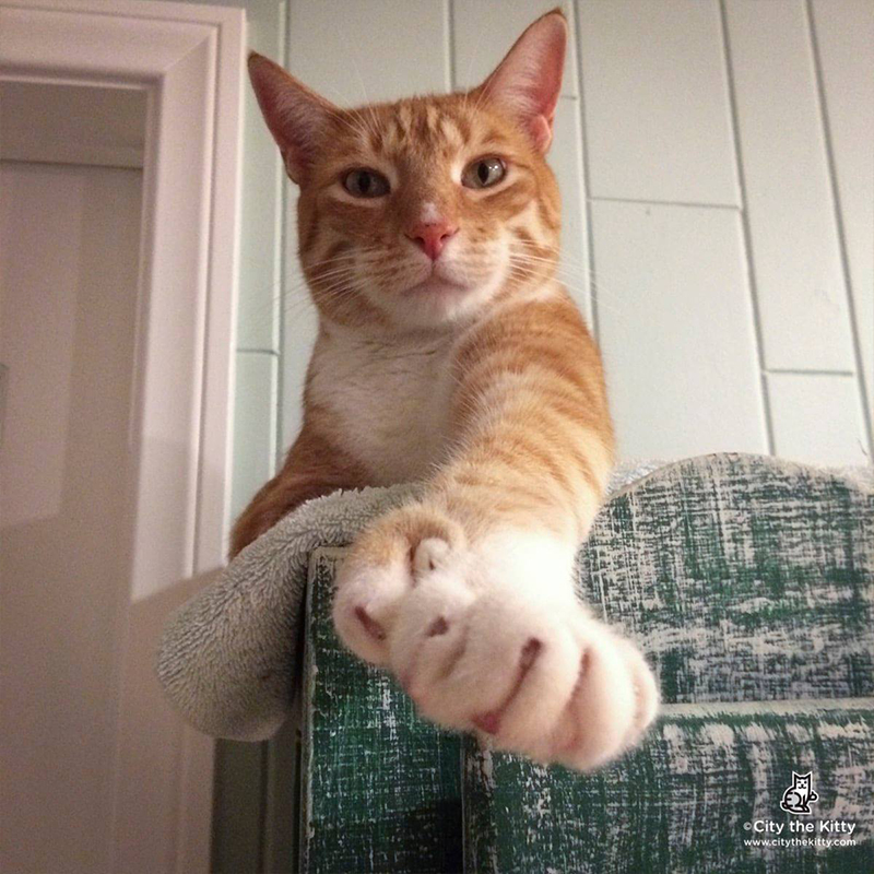big polydactyl ginger cat