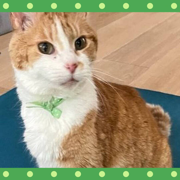Story Takes a Twist After Senior Cat with Microchip Goes Missing 5 Years