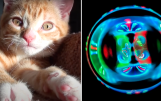 Here's What a Cat's Purr Looks Like Through Imaging Called Cymatics