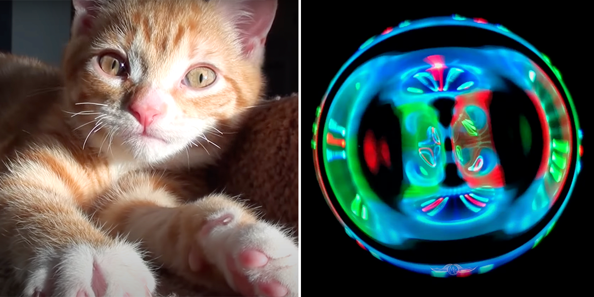 Here's What a Cat's Purr Looks Like Through Imaging Called Cymatics