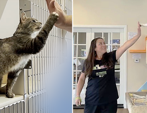 National High-Five Day Contest Proves Cats Learn Tricks and Helps Find Homes