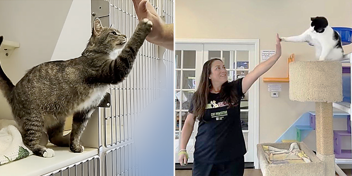 National High-Five Day Contest, Jackson Galaxy, feral cats, Tudie, Phil