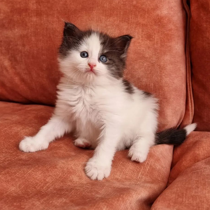 Kitten on a plush chair