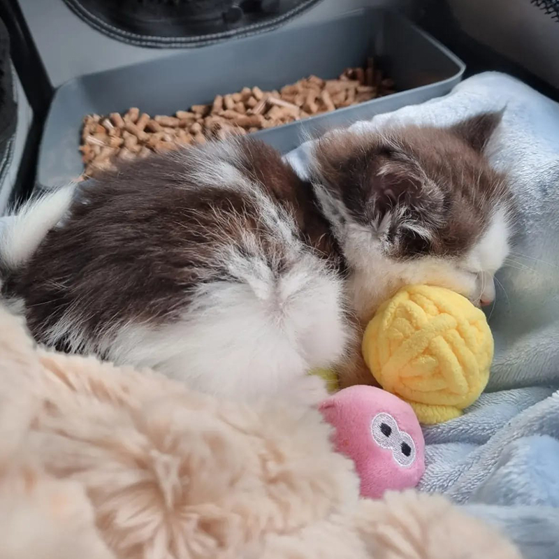 Kitten snoozing with ball of yarn