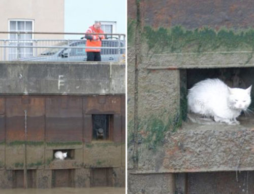 Cat ‘Icicle’ Stranded in River Wall Until Coastguard, Lifeboat Charity Arrive