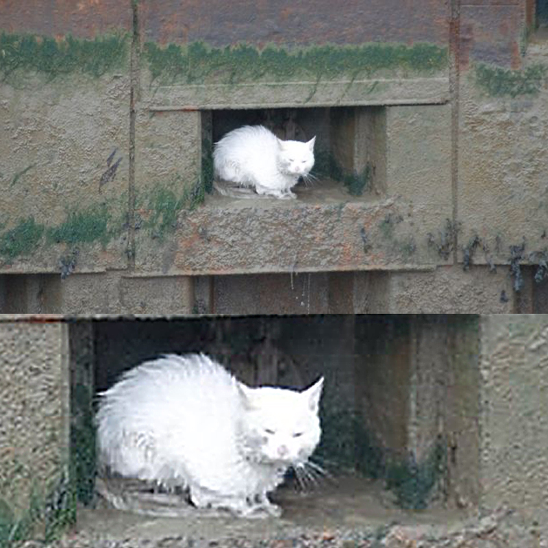 Icicle, white cat, stranded on wall
