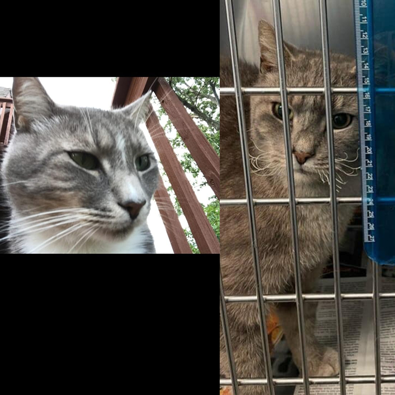 grey cat, Sevier Animal Care Center