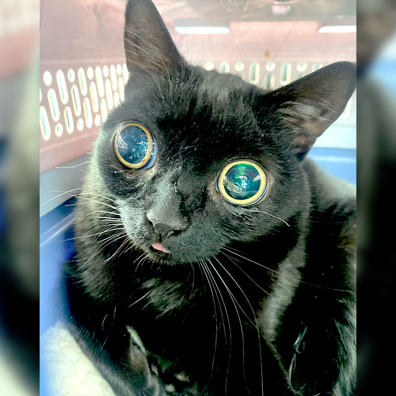 black cat with huge eyes