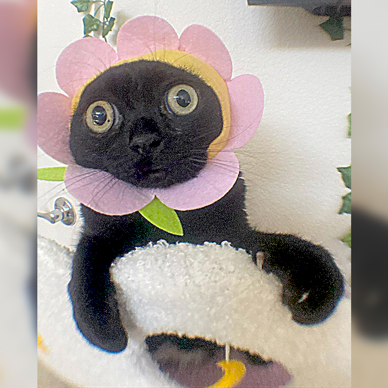 kitten with flower hat