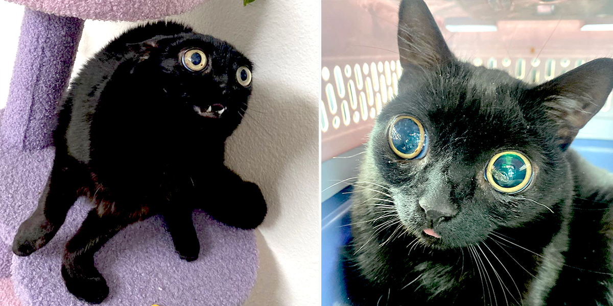 Jinx, black kitten with huge eyes, mayor of Hell for a day