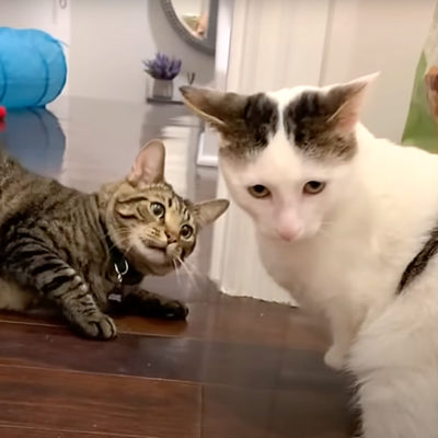 Former Feral Joey Has Funny Reaction Meeting Butterbean the Kitten