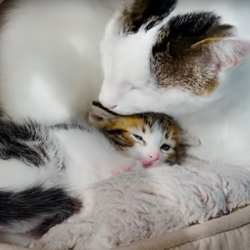 Feral cat meets another kitten