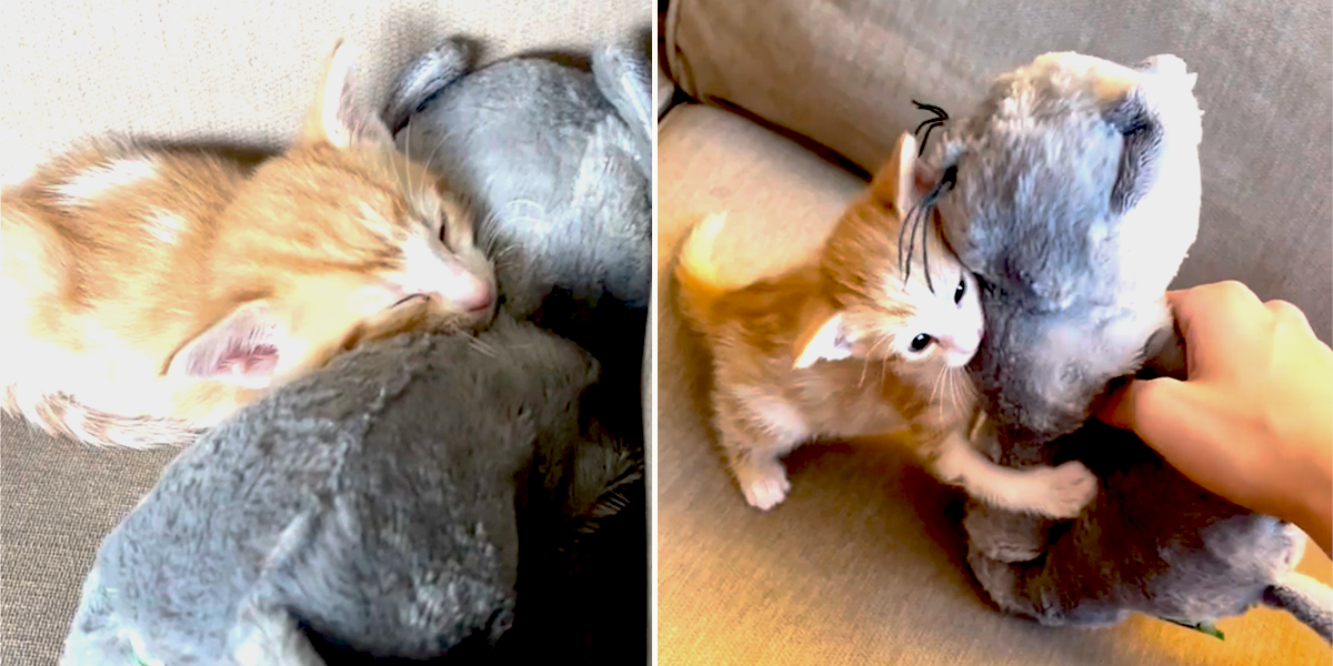 Foster Mom Julia Shares Adorable Video of Kitten With Stuffed Toy Pal