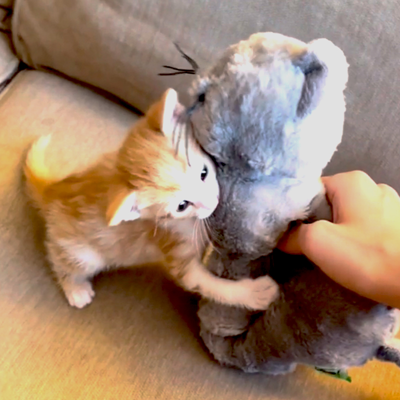 Kitten hugs stuffed animal