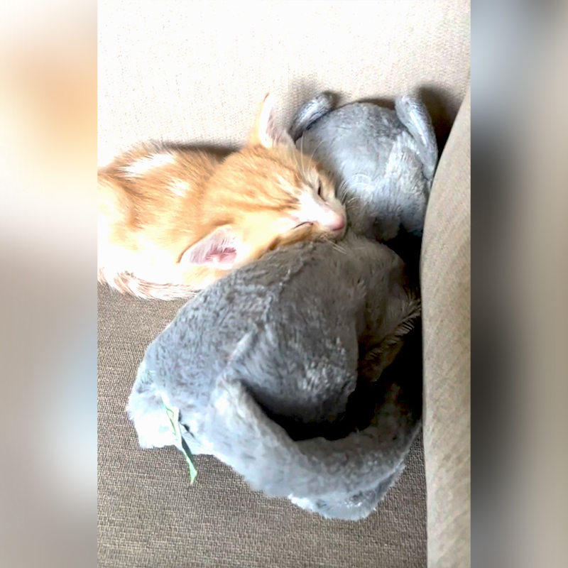 Kitten sleeps with stuffed animal, Julia