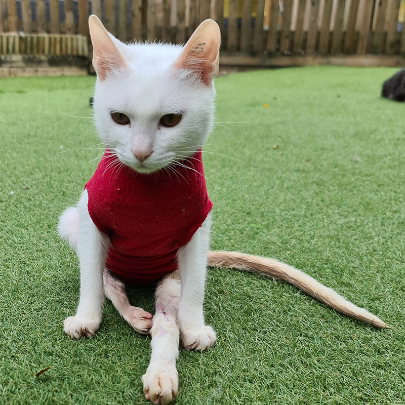 Manisha, Bradford Cat Rescue, UK