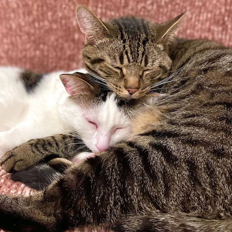 Cuddled cats