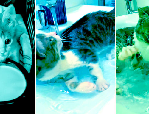 Kyle the Mermaid Cat Has Always Been Endlessly Fascinated with Water