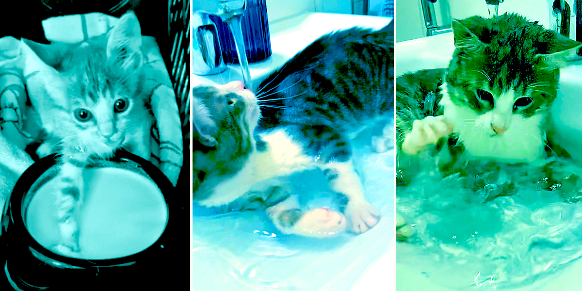 Kyle the Mermaid Cat, water, cats