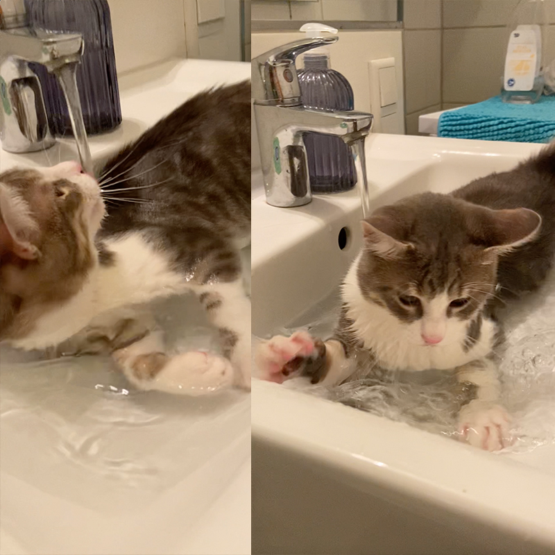 Kyle the Mermaid Cat in a sink