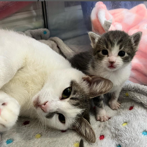 Foster Mom is Grateful to Help Mama Lasagna and the 'Noodle Babies'