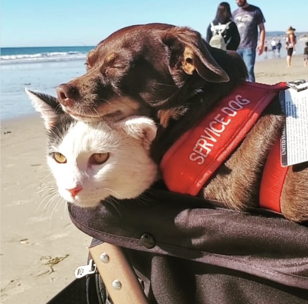 True love and sunshine, cat and dog on beach