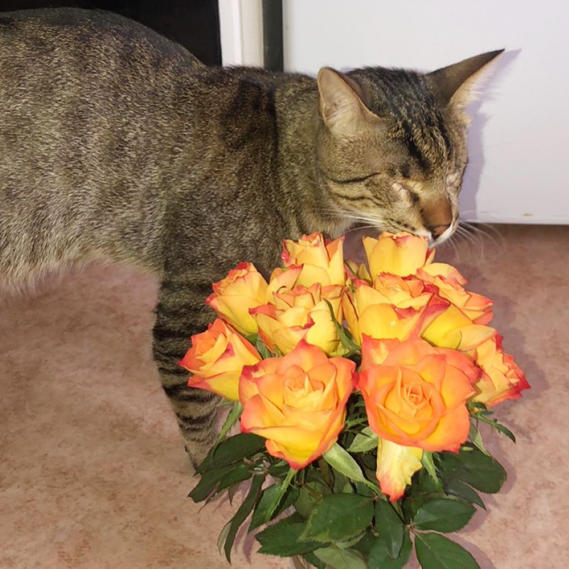smelling the roses, cat