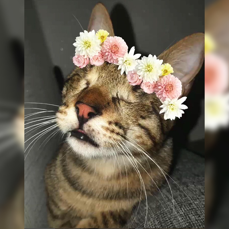 Cat wearing flower wreath