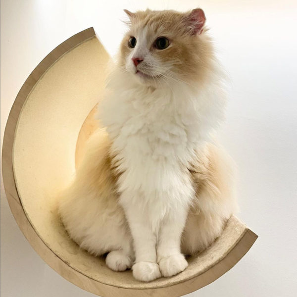 Luxury Boutique Cat Hotel Reimagines Pet Boarding for Cats and People