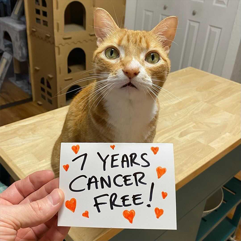 Marmalade in 2021, cancer in cats, cat cancer