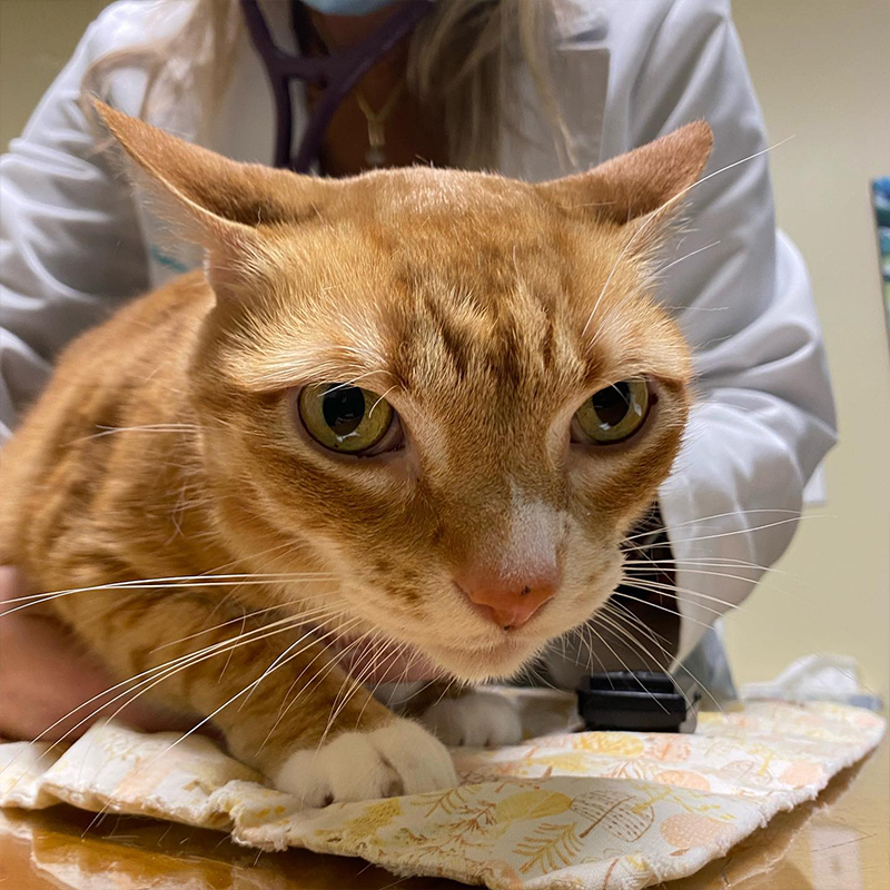 Marmalade at the vet ,cat cancer