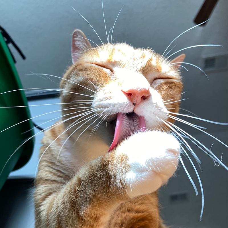 Marmalade licking cat cancer