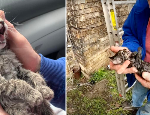 Rescuer Performs Lifesaving CPR on Kitten After Saving Her from an Open Pipe Drain