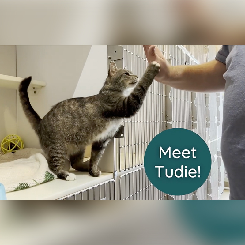 Tudie, the winner of the high-five contest