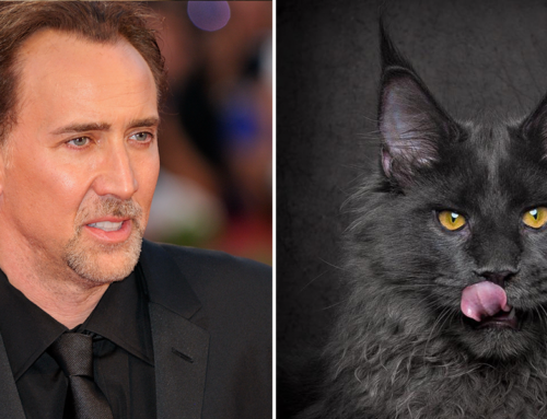 Lifelong Cat Lover Nicolas Cage Says Merlin the Cat is ‘Best Friend’ and ‘Like a Son’