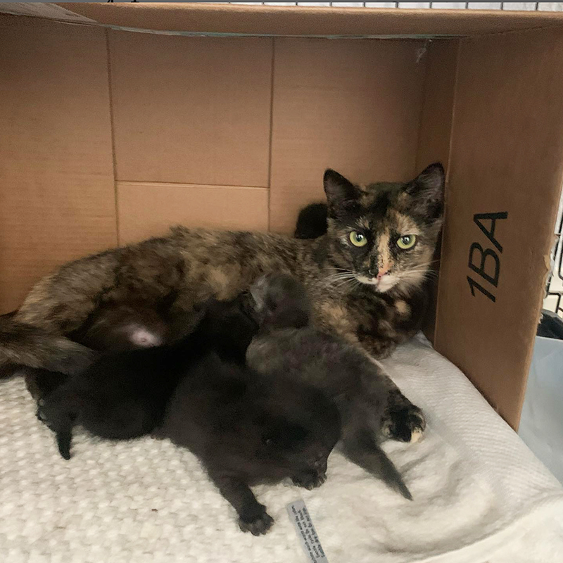 Mom cat inside box with kittens